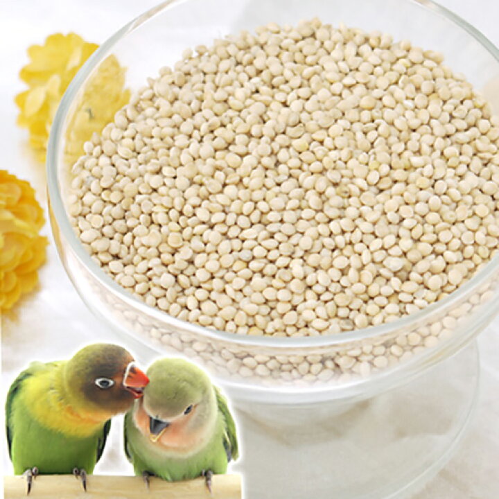 小鳥のための皮付き玄きび 50g 鳥 フード 餌 おやつ 無添加 無着色 関東当日便 charm キクスイ 文鳥専科 LL 4.5kg 皮付き
