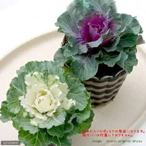 iϗtAjn{^@i킨܂@3`3D5i3|bgj