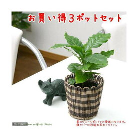 （観葉植物）コーヒーの木　3号（3ポット）【HLS_DU】