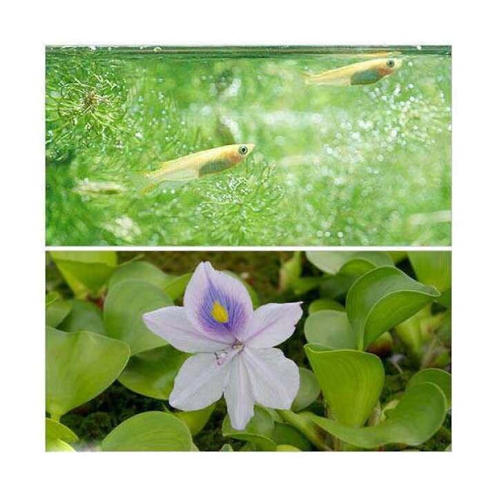 楽天市場 めだか ヒメダカ 初心者セット ヒメダカ 10匹 ホテイ草 1株 セット Charm 楽天市場店 楽天市場 めだか ヒメダカ 初心者セット ヒメダカ 10匹 ホテイ草 1株 セット Charm 楽天市場店