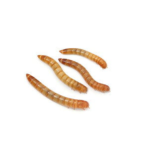 (生餌)ミルワーム 10カップ分 活餌