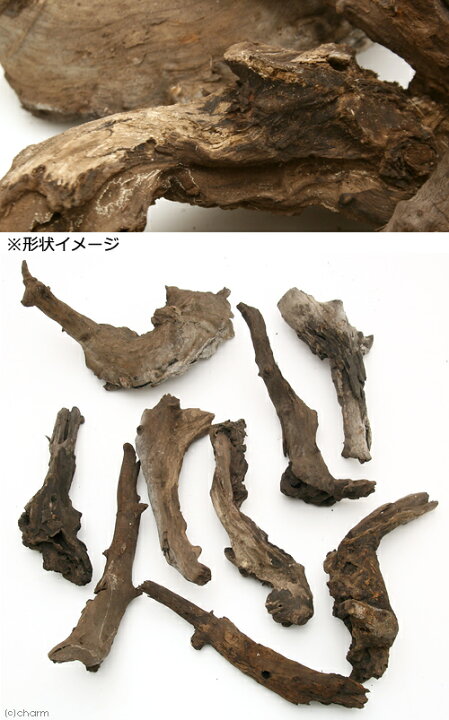 最大73 Offクーポン 形状お任せ 煮込み済み 極上流木 ｍサイズ 約２０ ３０ｃｍ ３本 お一人様２点限り Shipsctc Org