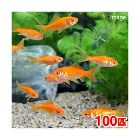 楽天市場 観賞魚 種 観賞魚 金魚 人気ランキング1位 売れ筋商品