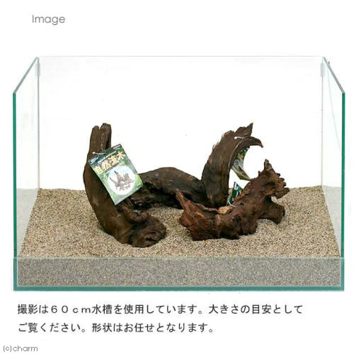 楽天市場 形状お任せ 自然流木 中 約２０ｃｍ ３本セット 関東当日便 Charm 楽天市場店