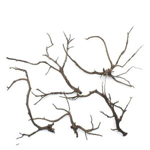 `󂨔C@ύݍς݁@ɏ㗬؁@LTCYi30`45cmj@5{@ANAE@eE@CAEgfށ@֓