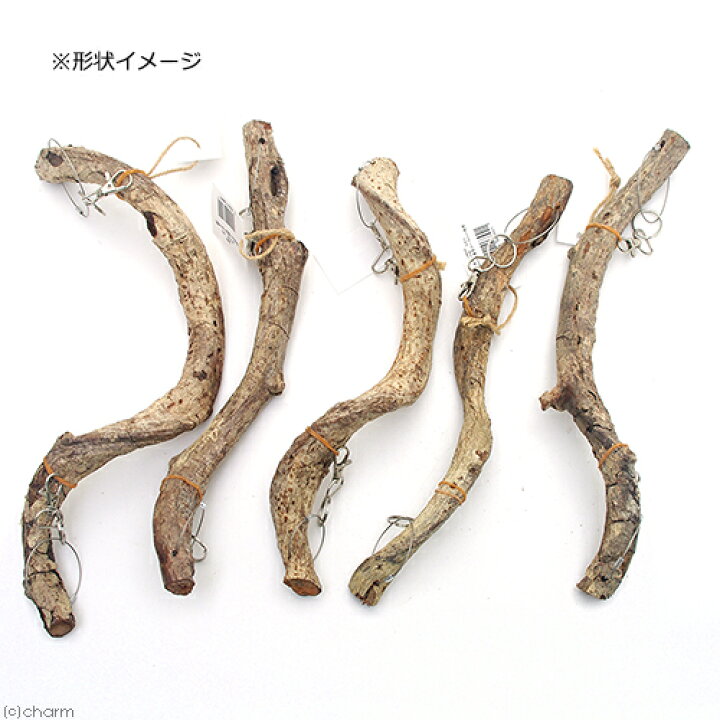 天然素材 吊り下げ式 モダマ (長さ300mm 直径25〜35mm程度) 関東当日便 charm 天然素材 吊り下げ式 モダマ (長さ300mm 直径15〜25mm程度)