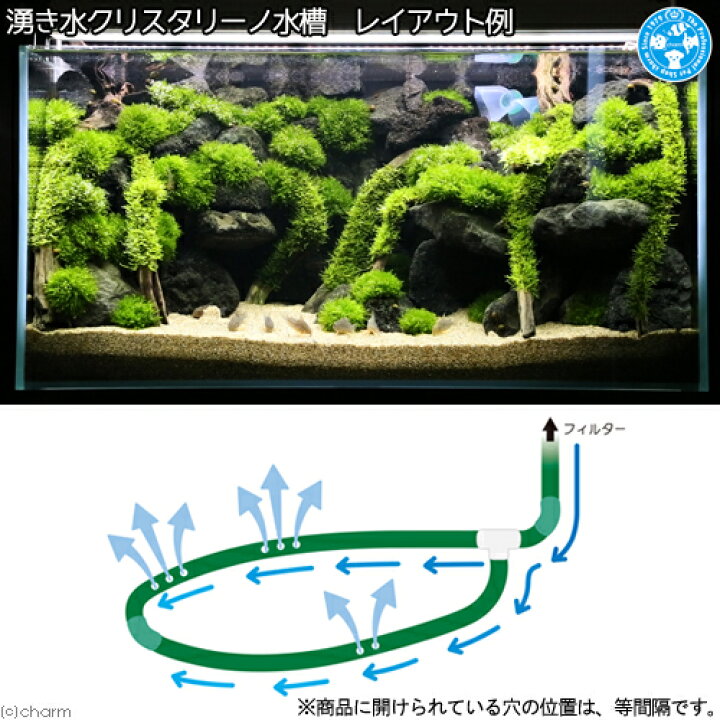 楽天市場 ６０ｃｍ用 湧き水水槽製作キット 湧き水 コリドラス水槽 お一人様１点限り 関東当日便 Charm 楽天市場店