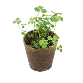 楽天市場 白クローバーの通販