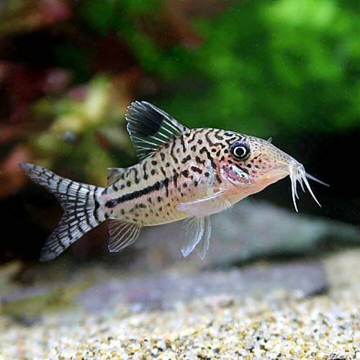楽天市場 熱帯魚 コリドラス レオパルダス ペルー ワイルド ３匹 北海道 九州 沖縄航空便要保温 Charm 楽天市場店