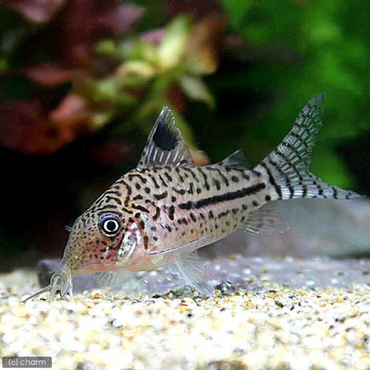 楽天市場 熱帯魚 コリドラス レオパルダス ペルー ワイルド ３匹 北海道 九州 沖縄航空便要保温 Charm 楽天市場店