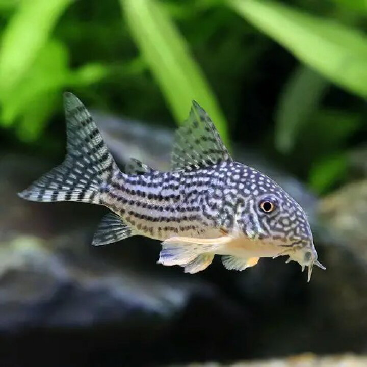 楽天市場 熱帯魚 コリドラス ステルバイ ３匹 北海道 九州 沖縄航空便要保温 Charm 楽天市場店