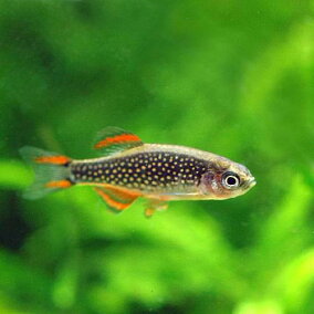 楽天市場 観賞魚 観賞魚の生態環境 熱帯 人気ランキング161位 売れ筋商品