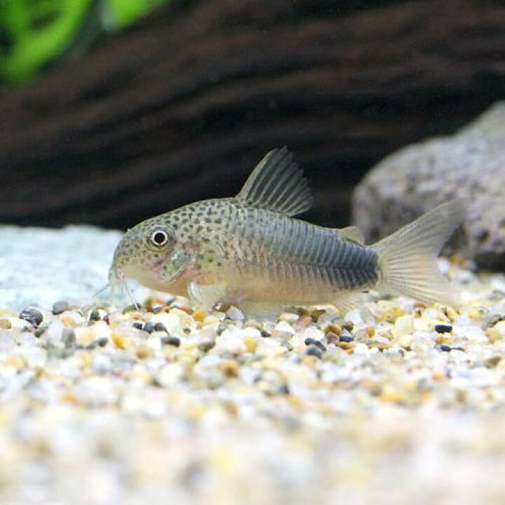 楽天市場 熱帯魚 コリドラス シミリス ブリード ３匹 北海道 九州 沖縄航空便要保温 Charm 楽天市場店