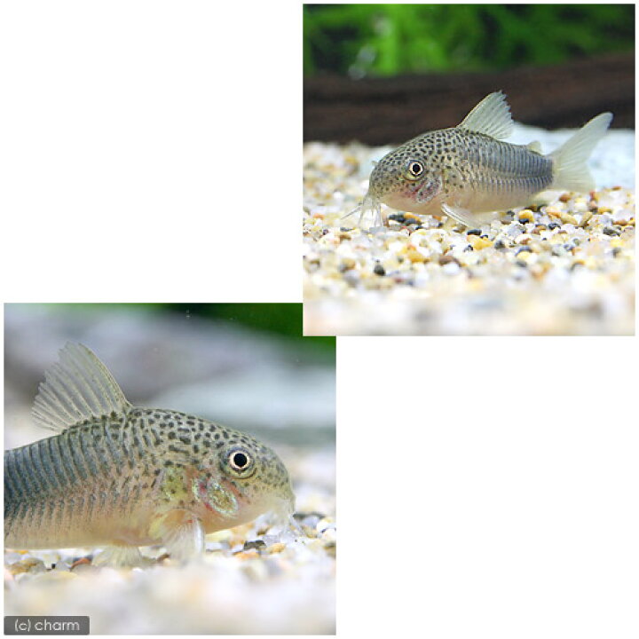 楽天市場 熱帯魚 コリドラス シミリス ブリード ３匹 北海道 九州 沖縄航空便要保温 Charm 楽天市場店