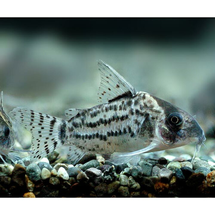 楽天市場 熱帯魚 コリドラス シュワルツィ ワイルド ３匹 北海道航空便要保温 Charm 楽天市場店