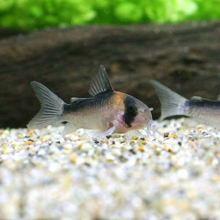 熱帯魚 ビギナー向けおまかせコリドラス ５匹 北海道 九州 沖縄航空便要保温 値下げ
