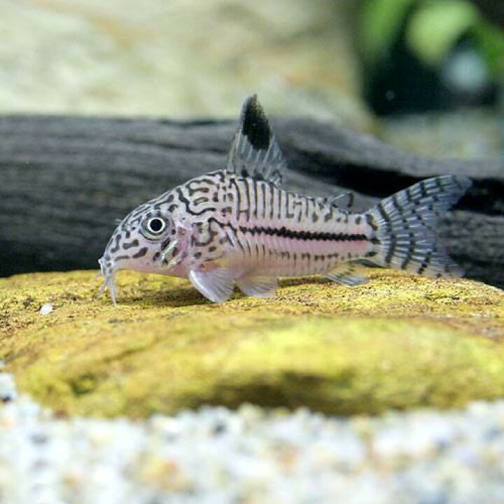楽天市場 熱帯魚 コリドラス トリリネアータス ワイルド ３匹 北海道航空便要保温 Charm 楽天市場店