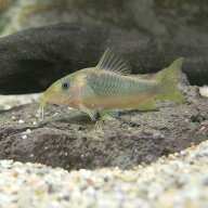 （熱帯魚）コリドラス・メラノタエニア（ワイルド）（3匹）　北海道・九州航空便要保温