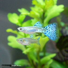 楽天市場 観賞魚 観賞魚の生態環境 熱帯 人気ランキング1位 売れ筋商品