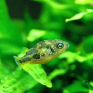 （熱帯魚）アベニーパファー（ワイルド）（4匹）　北海道・九州航空便要保温
