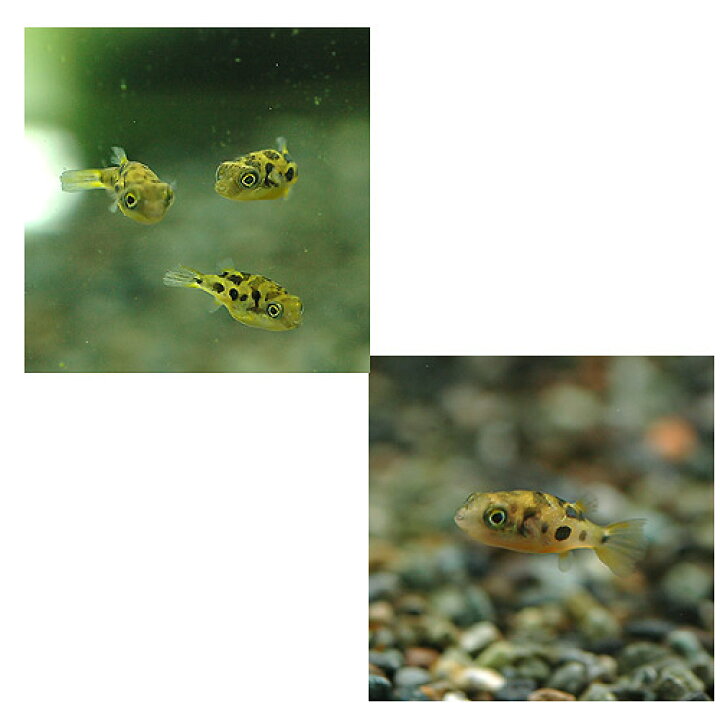 楽天市場 熱帯魚 アベニーパファー ４匹 北海道航空便要保温 Charm 楽天市場店