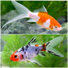 （国産金魚）おすすめ金魚セット（コメット＋朱文金　各1匹）