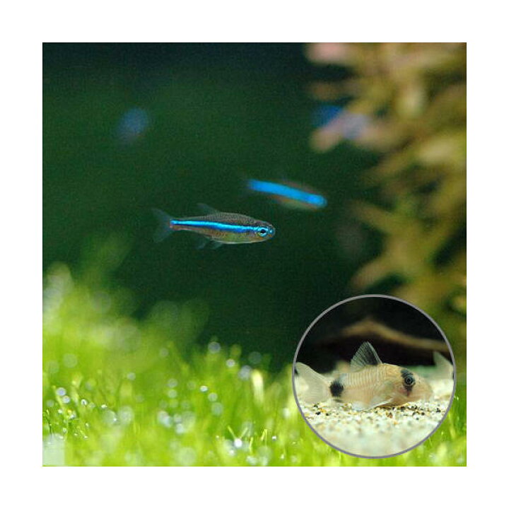 楽天市場 熱帯魚 グリーンネオンテトラ ２０匹 コリドラス パンダ １匹 北海道航空便要保温 Charm 楽天市場店