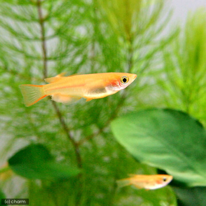 楽天市場 めだか 楊貴妃メダカ １２匹 Charm 楽天市場店