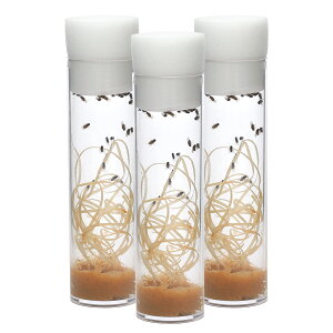 (生餌)トリニドショウジョウバエ(フライトレス)(3本分) 小型カエル サラマンダー 餌 エサ 活餌 北海道・九州航空便要保温