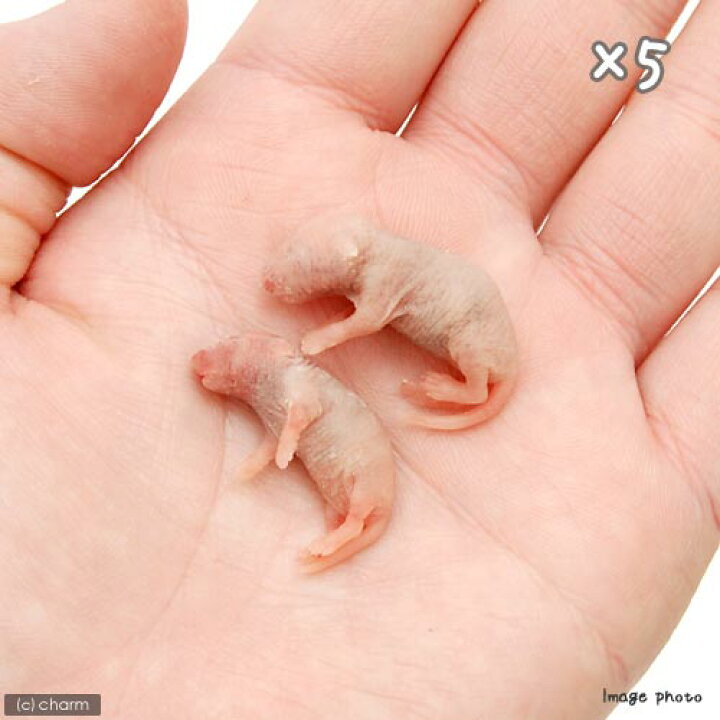 楽天市場 冷凍 ｓ １０匹 カタ養殖 ｍｉｃｅ２ 冷凍ピンクマウス パック ５ 冷凍マウス 別途クール手数料 常温商品同梱不可 Charm 楽天市場店