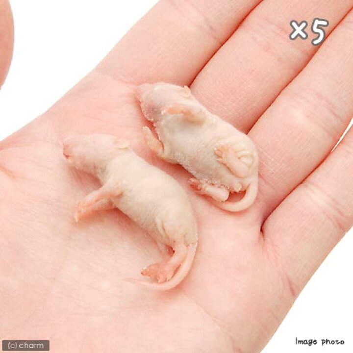 市場 冷凍ピンクマウスl 冷凍ネズミ 約4 0cm 餌 冷凍マウス 冷凍 ネズミ エサ 匹 富城 300匹