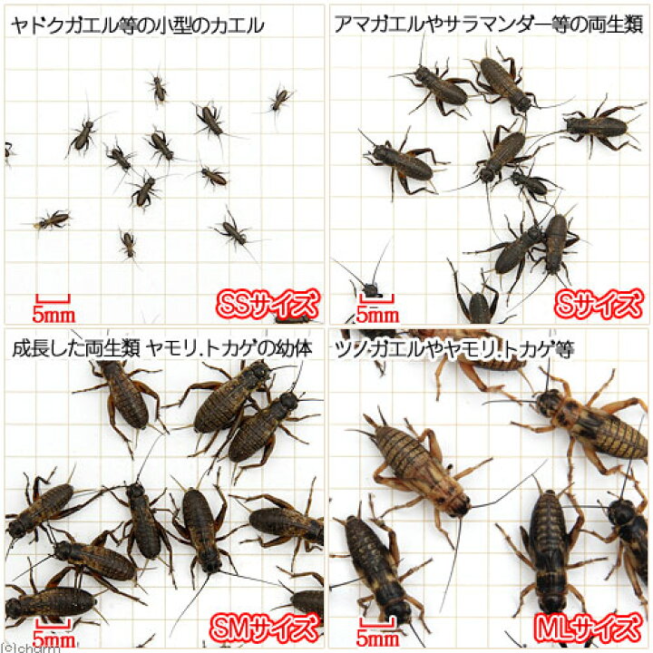 楽天市場 生餌 フタホシコオロギ ｍｌ １０グラム 約２０匹 爬虫類 両生類 大型魚 餌 エサ Charm 楽天市場店