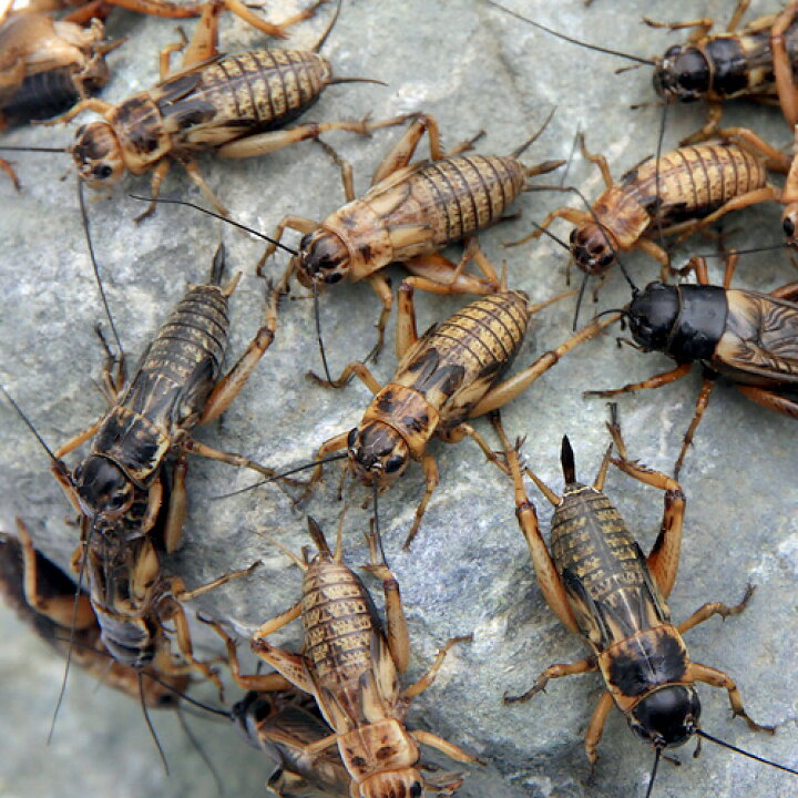 楽天市場 生餌 フタホシコオロギ ｍｌ ４０グラム 約８０匹 爬虫類 両生類 大型魚 餌 エサ 北海道 九州航空便要保温 Charm 楽天市場店