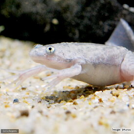 （両生類）死着保証なし　アフリカツメガエル（3匹）　活餌