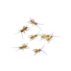 （生餌）死着保証なし　ヨーロッパイエコオロギ　SSS〜SS　約40匹（0．2グラム）　爬虫類　両生類　大型魚　餌　エサ　活餌　北海道・九州航空便要保温