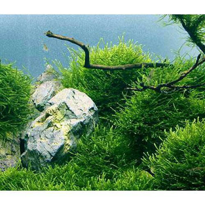 楽天市場 水草 ウィローモス 水中葉 無農薬 ２パック Charm 楽天市場店