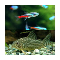 楽天市場】観賞魚（種（観賞魚）コリドラス・観賞魚の生態環境熱帯 
