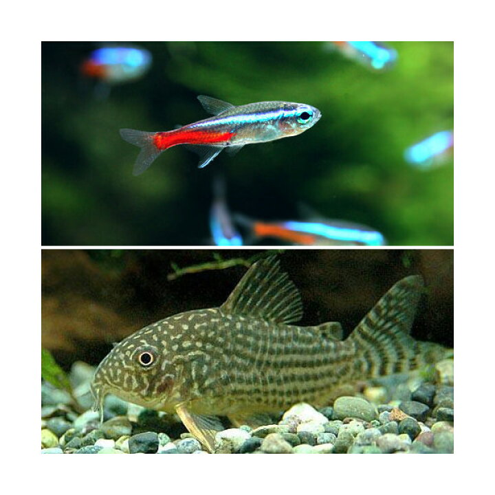 楽天市場 熱帯魚 ３０ｃｍ水槽用小型魚セット ネオンテトラ１０匹 コリドラス ステルバイ１匹 北海道 九州航空便要保温 Charm 楽天市場店