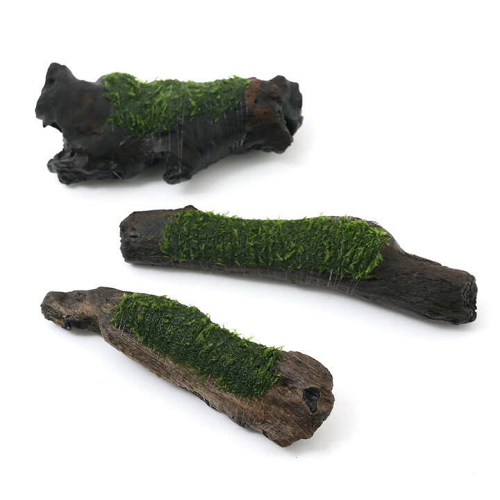 楽天市場 水草 巻きたて ウィローモス 流木 ｓサイズ 約１５ｃｍ 水中葉 無農薬 ３本 Charm 楽天市場店