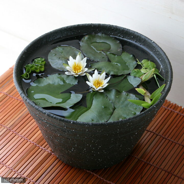 楽天市場 ビオトープ 水草 ヒツジグサ 益子焼 姫睡蓮鉢 ヒメスイレン鉢 セット みかげ 説明書付き 本州四国限定 休眠株 Charm 楽天市場店 楽天市場 ビオトープ 水草 ヒツジグサ 益子焼 姫睡蓮鉢 ヒメスイレン鉢 セット みかげ 説明書付き 本州四国限定 休眠株 Charm 楽天市場店