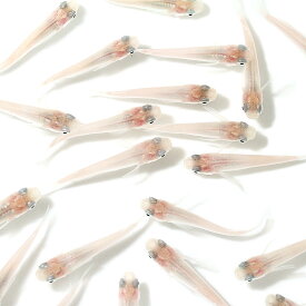 楽天市場 タニシ ビオトープの通販