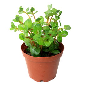 （水草）鉢植え　ロタラ　ロトンディフォリア（水上葉）（無農薬）（3鉢）