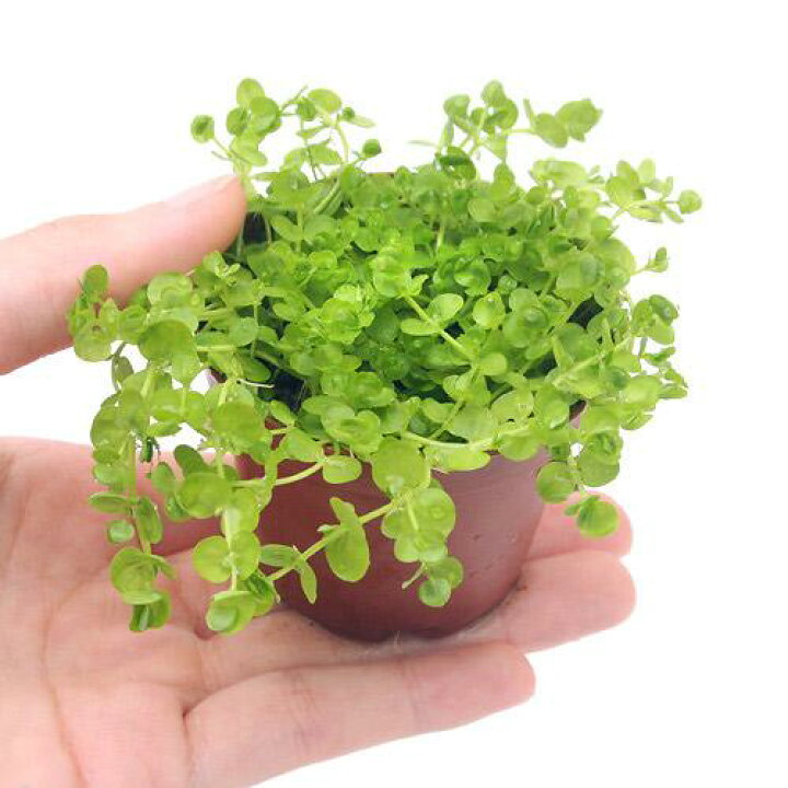 楽天市場 水草 ラージパールグラス 水上葉 鉢植え 無農薬 ３鉢 Charm 楽天市場店