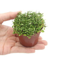 （水草）グロッソスティグマ（水上葉）鉢植え（無農薬）（3鉢）