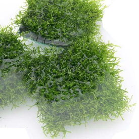 （水草）★育成済★　リシア　タイル　（水中葉）（無農薬）（5個）　北海道・九州航空便要保温