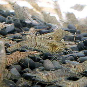 iGrja@GTpXWGri100gj@a