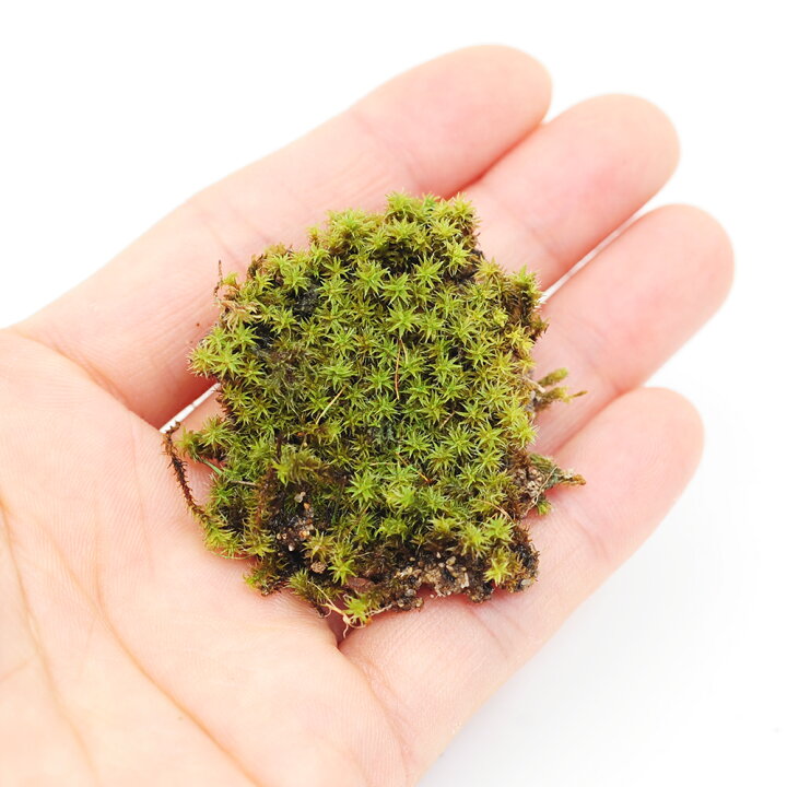 楽天市場】インスタント苔 スナゴケS 外径14cm×12cm ドライ 