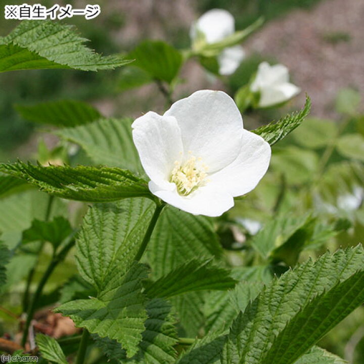 楽天市場 山野草 盆栽 シロヤマブキ 白山吹 ３号 １ポット 休眠株 Charm 楽天市場店