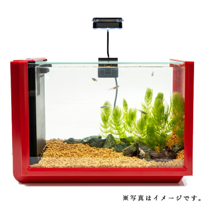お気に入り コトブキ工芸 kotobuki アーク500 CFセット おしゃれインテリア水槽 45cm水槽 お一人様1点限り 沖縄別途送料 discoversvg.com お気に入り コトブキ工芸 kotobuki アーク500 CFセット おしゃれインテリア水槽 45cm水槽 お一人様1点限り 沖縄別途送料 discoversvg.com