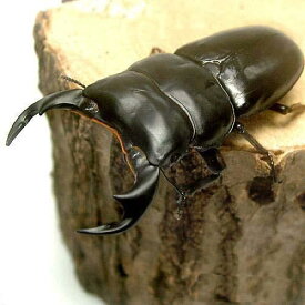 （昆虫）アンタエウスオオクワガタ　ブータン　トンサ産　幼虫（初～2令）（3匹）　北海道・九州航空便要保温